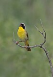 Image. Weidengelbkehlchen
