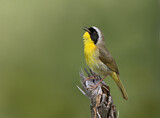 Image. Weidengelbkehlchen