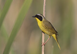 Image. Weidengelbkehlchen
