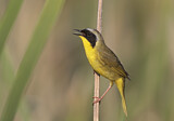 Image. Weidengelbkehlchen