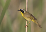 Image. Weidengelbkehlchen