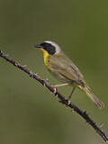 Image. Weidengelbkehlchen