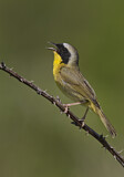 Image. Weidengelbkehlchen