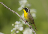 Image. Weidengelbkehlchen
