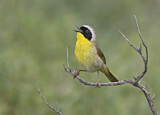 Image. Weidengelbkehlchen