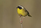 Image. Weidengelbkehlchen