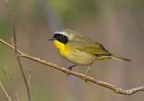Image. Weidengelbkehlchen