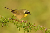 Image. Weidengelbkehlchen