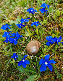 Image. Weinbergschnecke und Bayerischer Enzian 