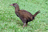 Image. Wekaralle