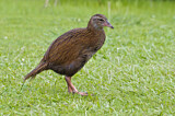 Image. Wekaralle