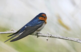 Image. Welcome Swallow