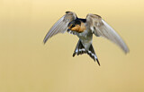 Image. Welcome Swallow