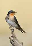 Image. Welcome Swallow