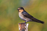 Image. Welcome Swallow