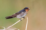 Image. Welcome Swallow