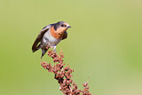 Image. Welcome Swallow