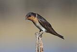 Image. Welcome Swallow