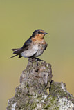 Image. Welcome Swallow