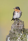 Image. Welcome Swallow
