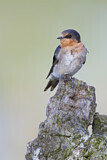 Image. Welcome Swallow