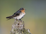 Image. Welcome Swallow