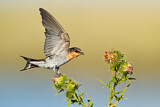 Image. Welcome Swallow