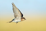Image. Welcome Swallow