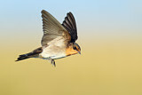 Image. Welcome Swallow