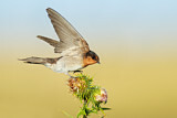 Image. Welcome Swallow