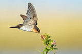 Image. Welcome Swallow