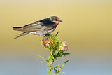 Image. Welcome Swallow