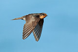 Image. Welcome Swallow