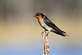 Image. Welcome Swallow