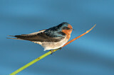 Image. Welcome Swallow