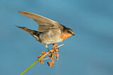 Image. Welcome Swallow