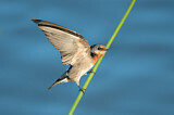 Image. Welcome Swallow