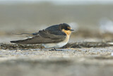 Image. Welcome Swallow