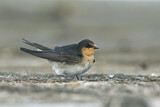 Image. Welcome Swallow