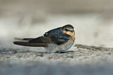 Image. Welcome Swallow
