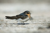 Image. Welcome Swallow