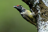 Image. Wellenbartvogel