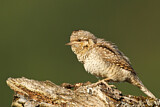 Image. Wendehals