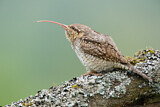 Image. Wendehals