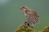 Image. Wendehals