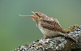 Image. Wendehals