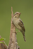 Image. Wendehals
