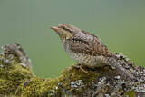 Image. Wendehals