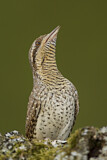 Image. Wendehals