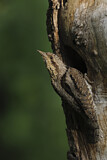 Image. Wendehals